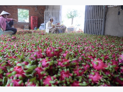 Vietnamese dragon fruit wins Aussie entry after decade-long negotiation