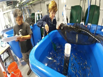 Marine microalga may make aquafeeds more sustainable