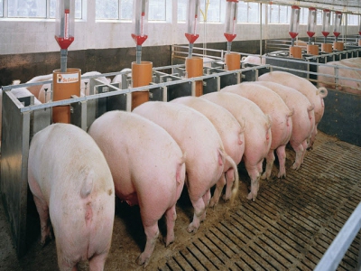 Kỹ thuật chọn lọc và chăn nuôi lợn cái hậu bị bố mẹ