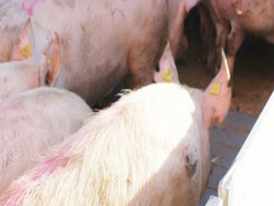 Study examines cull sow condition prior to transport to slaughter