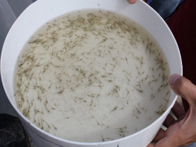 Evaluating commercial probiotic for juvenile Pacific white shrimp