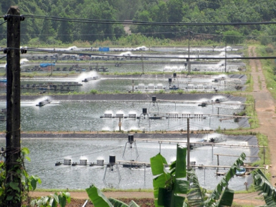 Automatic feeding in shrimp aquaculture