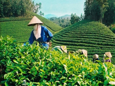 Vietnamese tea finds flavour of growth in new world tastes