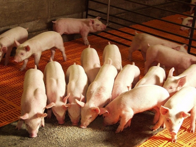Những vấn đề chính trong tổ hợp khẩu phần cho sản xuất thịt heo không kháng sinh