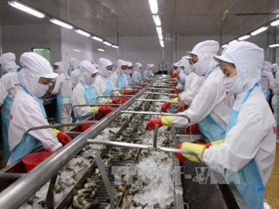 US lowers duty on Việt Nams shrimp exports