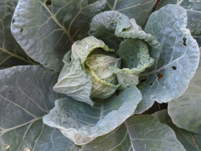 Practicing IPM with cabbages