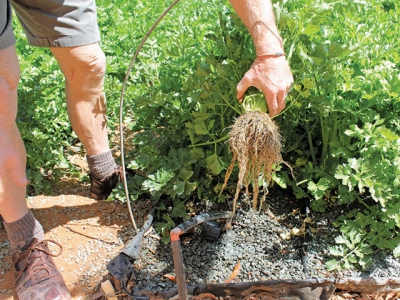 How helping soil life can boost farm profits