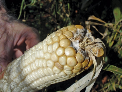 Drought and disease development in maize