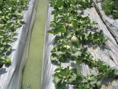 9 bí quyết sản xuất rau màu trong mùa mưa