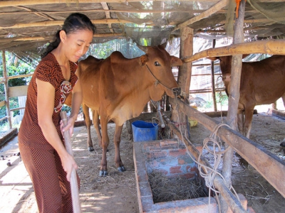 Dinh dưỡng cho đàn bò mùa hạn mặn