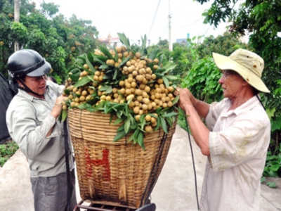 Hung Yen longan farmers see bumper crop at good prices