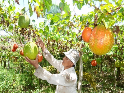 Tỉ phú nông dân... đa canh