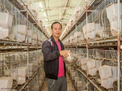 Bắc Ninh: Mô hình nuôi bồ câu của chàng kỹ sư điện tử