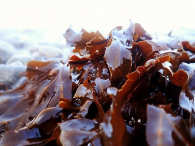 Brown seaweed in feed may boost shrimp digestion, disease survival