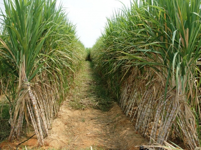 Sugarcane: lessons from Australia