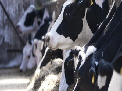 Injectable trace minerals may aid aflatoxin-challenged dairy cows