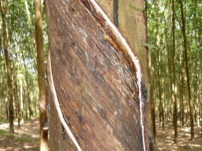Bệnh loét sọc miệng cạo cây cao su mùa mưa