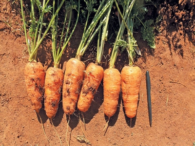 A guide to growing baby carrots