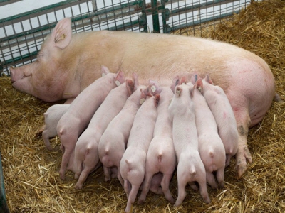 Supplement sow, not piglet diets with feed additives