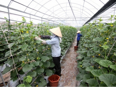Science and tech researches promoted for new-style rural development