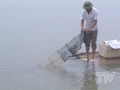 Mô hình nuôi tôm sú bán thâm canh đảm bảo an toàn thực phẩm