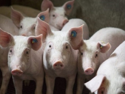 Phát triển vắc-xin cho lợn con để giảm sử dụng kháng sinh