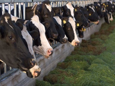 Fiber-degrading enzymes increase dairy cow milk production