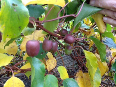 Fruit trends: expect the unexpected
