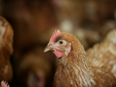 Hiệu quả và tác động của Methionine trong khẩu phần gà đẻ