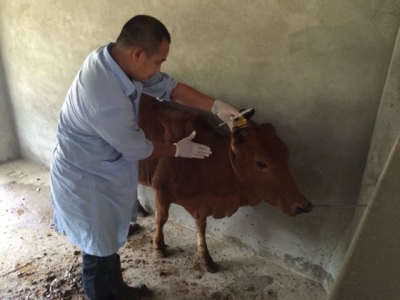 Phát triển vắc-xin tốt hơn phòng ngừa vi-rút biến đổi ở bò