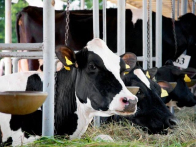 Tầm quan trọng của axit amin ở bò sữa