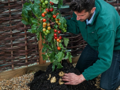 Its Half Potato, Half Tomato: Are You Ready for the TomTato?