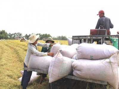 No notable changes in new rice export regulations