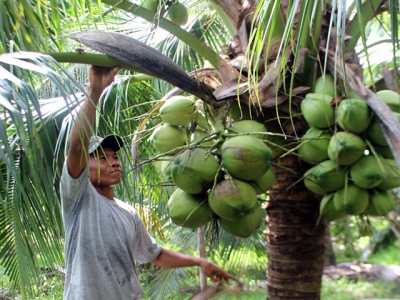 Trồng dừa xiêm xanh thu lợi nhuận cao