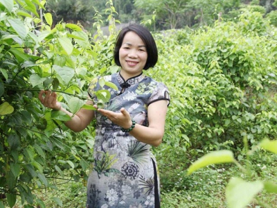 The businesswoman having creative start-up with Sachi trees