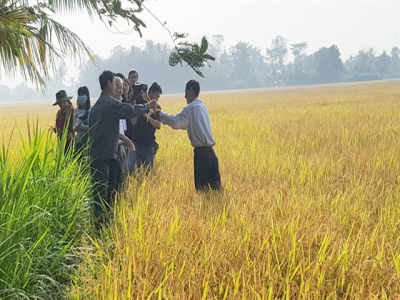 Vĩnh Long organic rice plan yields good results