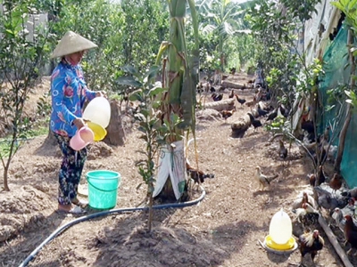 Nuôi gà tre gia công hiệu quả cao