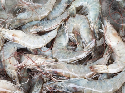 Origin of probiotics and efficacy of strains explored in shrimp focused study