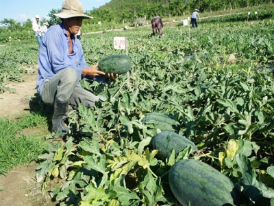 Một số giống dưa hấu mới