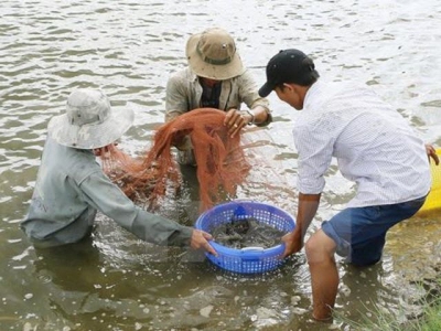 Trà Vinh takes measures to protect shrimp from disease