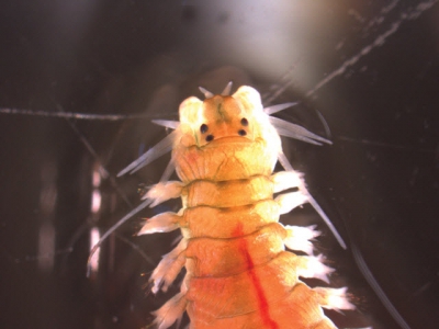 Polychaete worms reduce waste, provide food in aquaculture