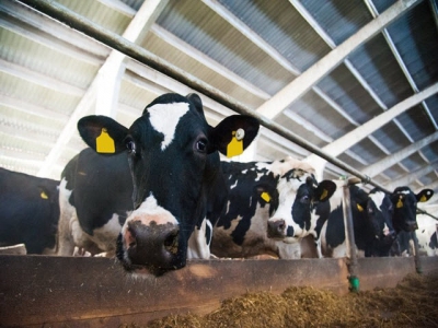Essential oil, enzyme blend may provide ionophore replacement for dairy cows