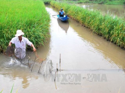 Thu lợi trên 300 triệu đồng từ mô hình sáng tạo lúa-tôm