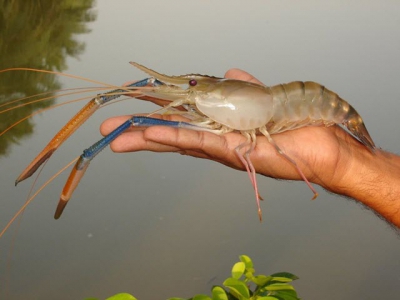 Phương pháp thu hoạch độc quyền, bí quyết tôm tươi sống của mô hình Sino Agro