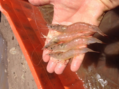 Plant-based dietary supplements yield positive results in shrimp