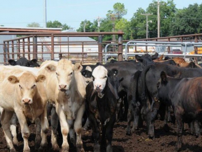 Midwest cattle face potential heat stress