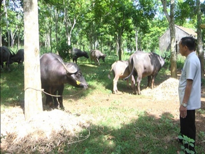 Trâu Myanmar, bò Thái Lan phổng phao trên xứ Nghệ