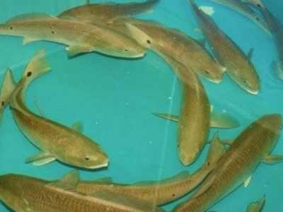 Research targets domestic production of marine fish