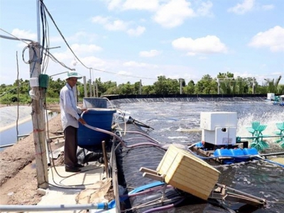 Ca Mau expands use of advanced farming techniques