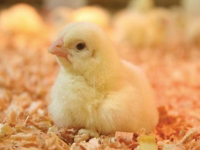 Which markets will benefit from hike in Chinese demand for poultry?